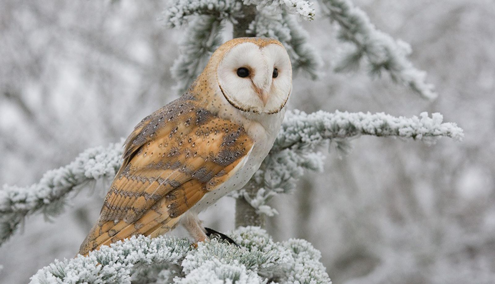 Barn owl in snow.
